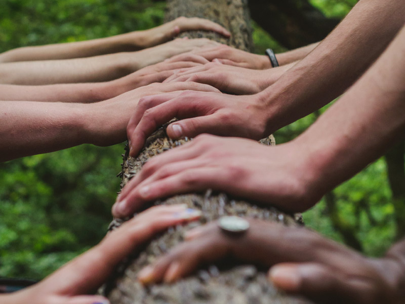 whanau and community - group of hands on a tree - safeguarding children